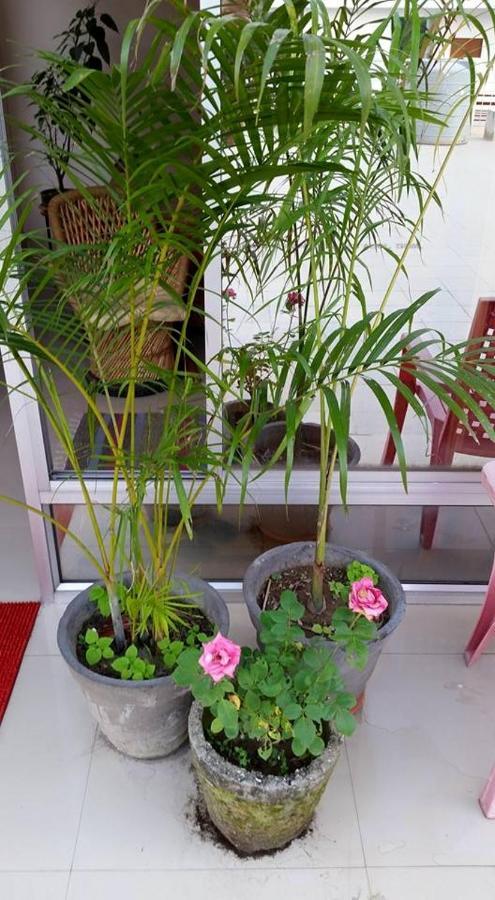 Devi Music Ashram Bed and Breakfast Rishīkesh Εξωτερικό φωτογραφία